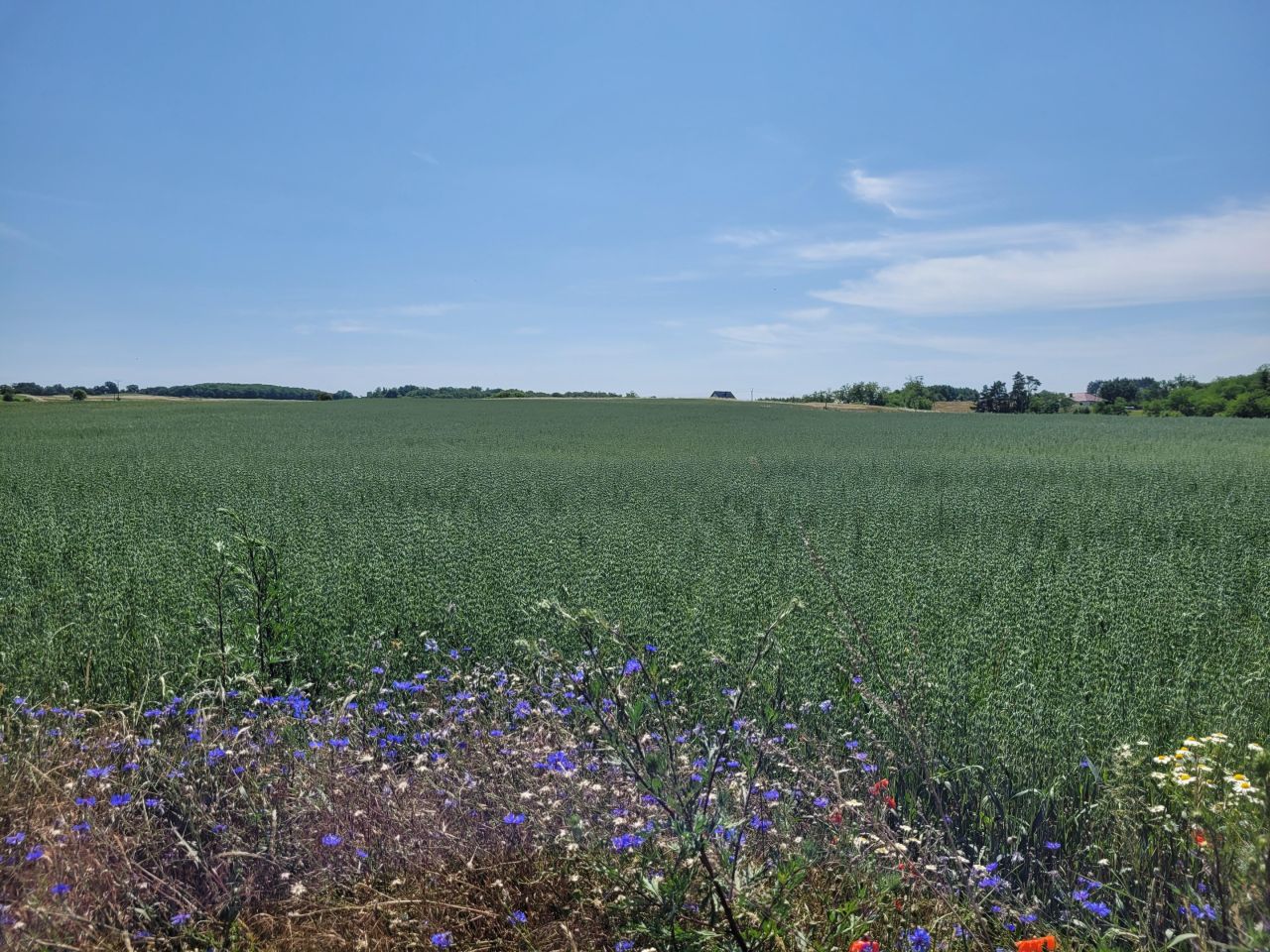 Działka budowlana Cedynia, ul. Kolonia. Zdjęcie 5