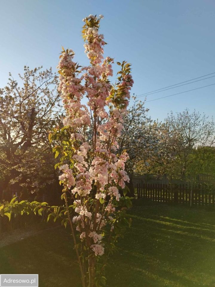 Działka rod Gniezno, ul. Północna. Zdjęcie 4