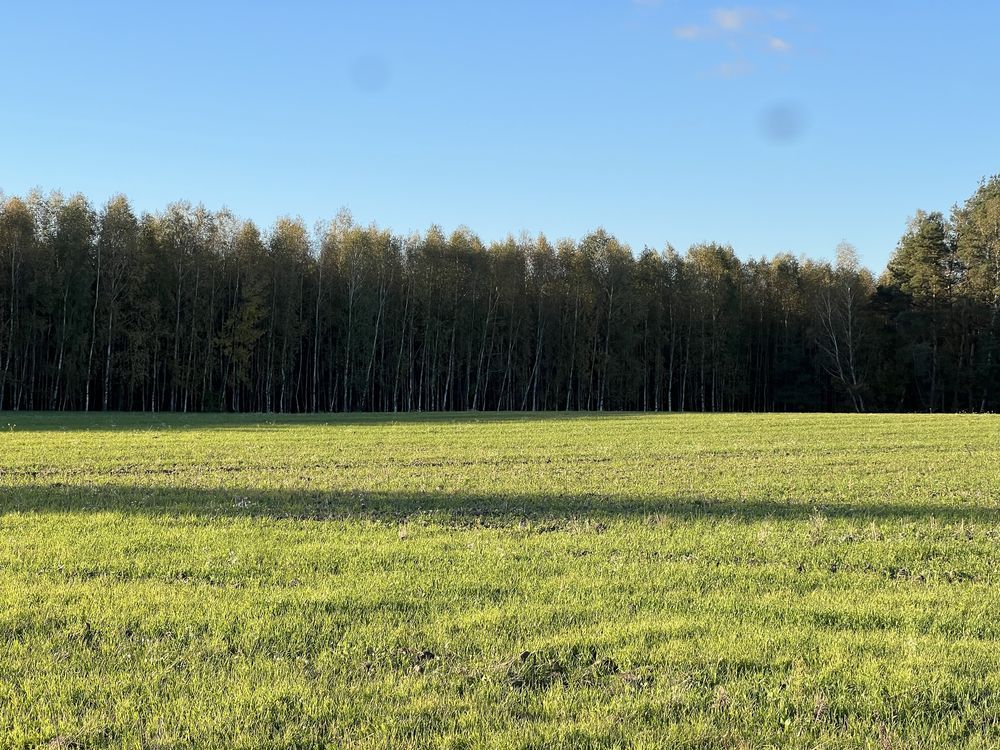 Działka leśna Marianka. Zdjęcie 7