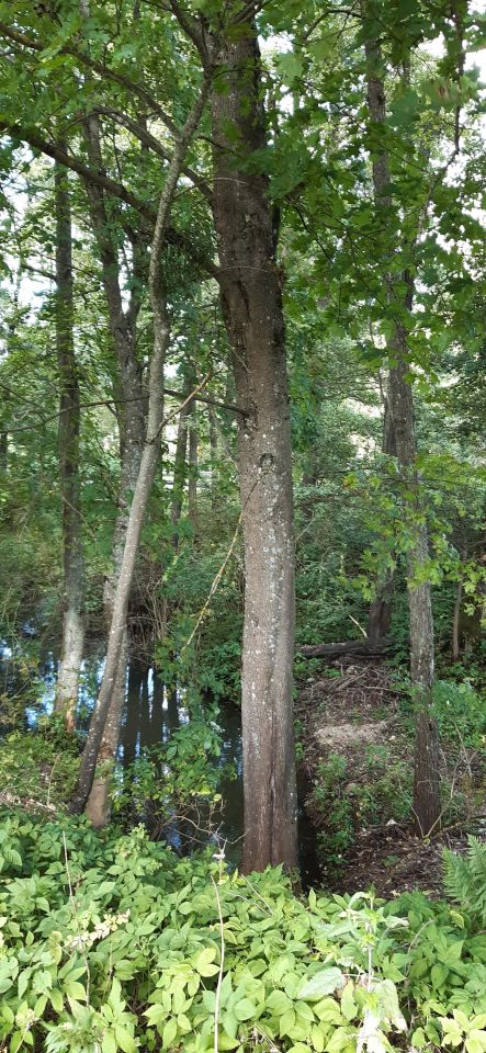 Działka rekreacyjna Boćwinka. Zdjęcie 12