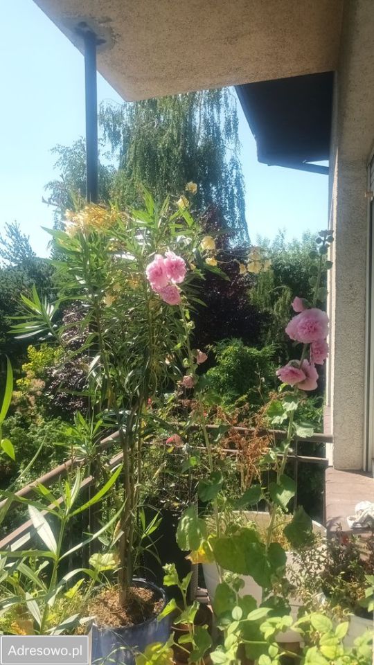 Mieszkanie 2-pokojowe Poznań Smochowice, ul. Olecka. Zdjęcie 3