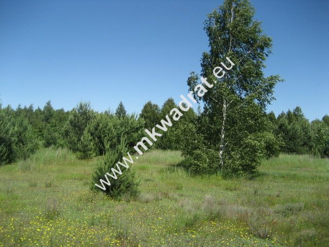 Działka rolna Grzegorzewice. Zdjęcie 1