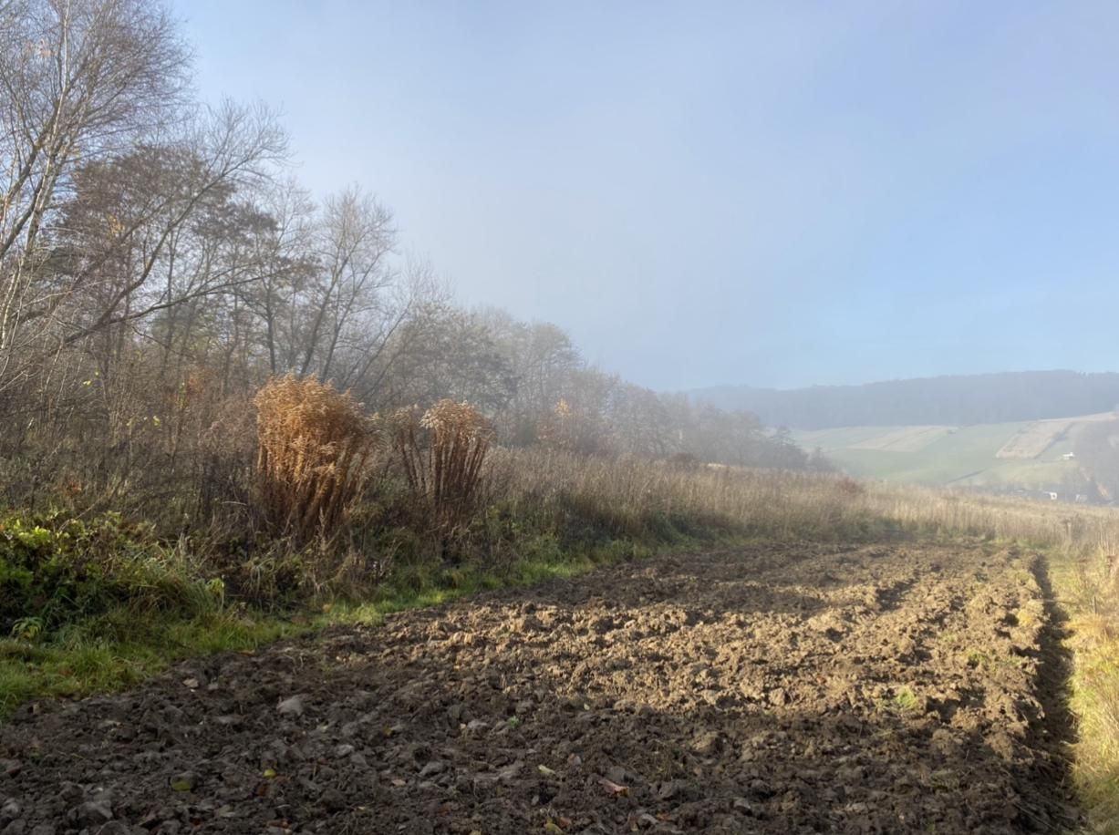 Działka rolno-budowlana Cisia Wola. Zdjęcie 3