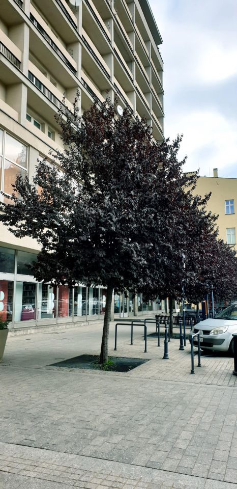 Mieszkanie 2-pokojowe Łódź Śródmieście, ul. Prezydenta Gabriela Narutowicza. Zdjęcie 8