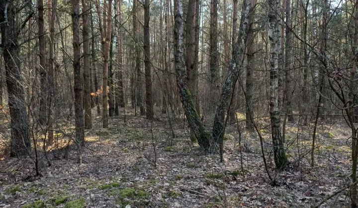 Działka leśna Poniatowo