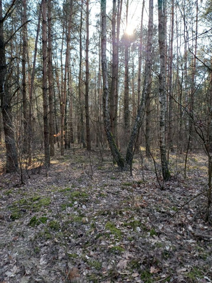 Działka leśna Poniatowo. Zdjęcie 1