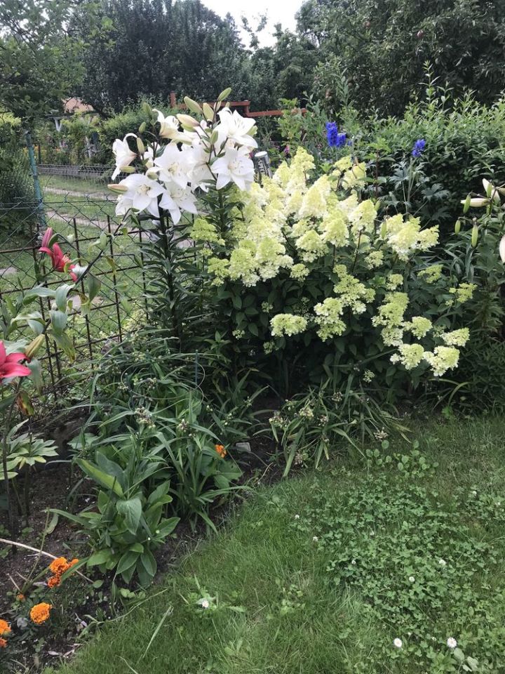 Działka rod Gdańsk Matarnia. Zdjęcie 8