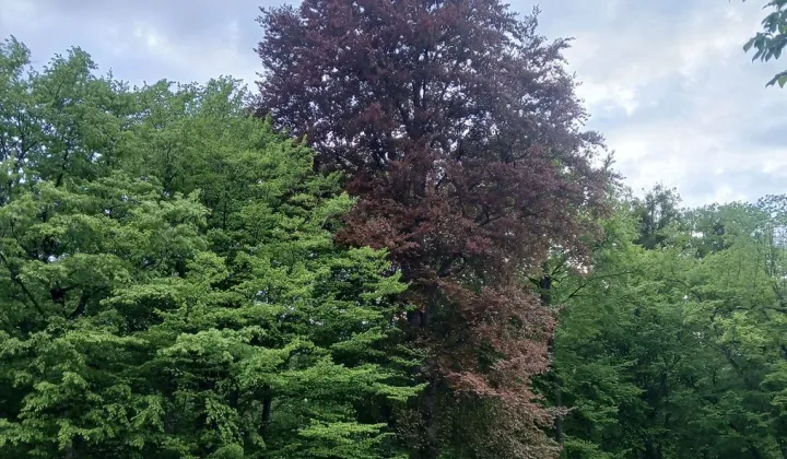 Działka leśna Bezledy