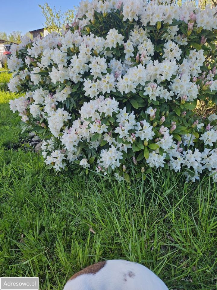 Działka rod Dębostrów. Zdjęcie 5