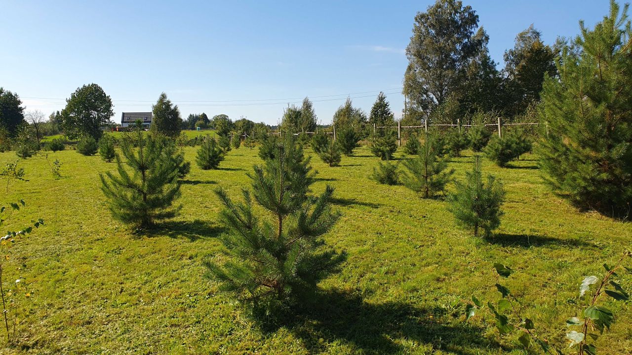 Działka budowlana Ostrowin. Zdjęcie 6