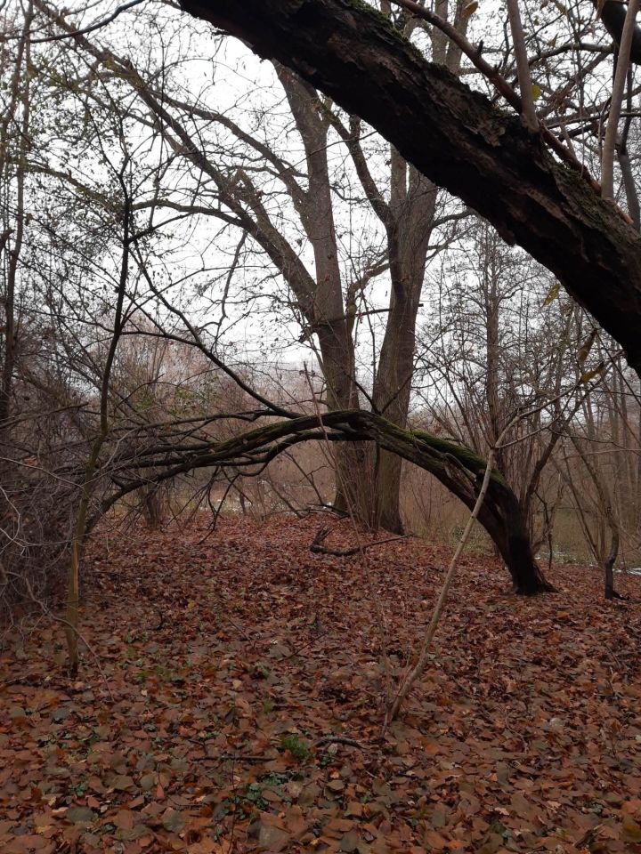 Działka budowlana Gronów. Zdjęcie 6