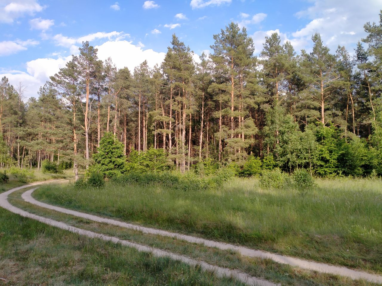 Działka leśna Borsk. Zdjęcie 1