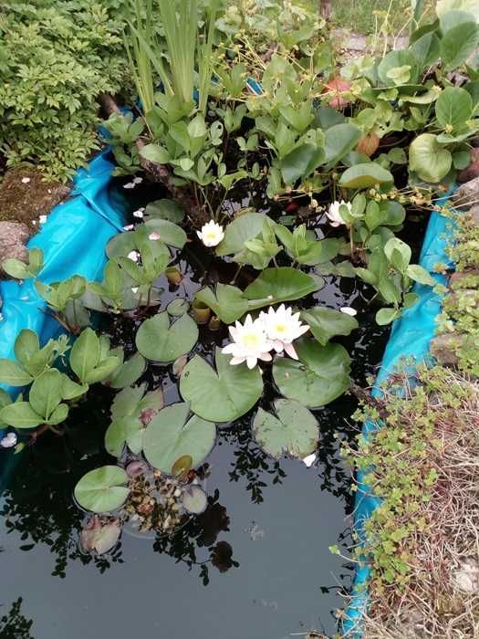 Działka rod Koszalin Jamno. Zdjęcie 3