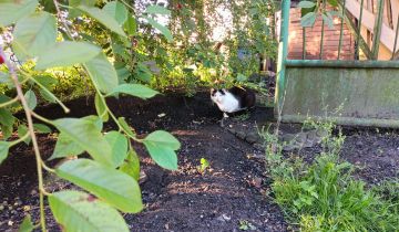 dom wolnostojący, 4 pokoje Janowice Raczyckie Pytlówka