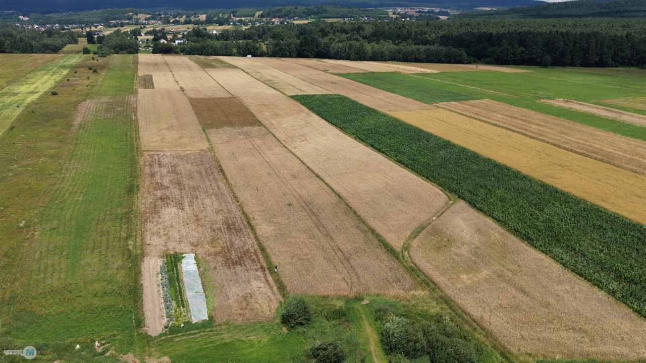 Działka inwestycyjna Belno. Zdjęcie 12