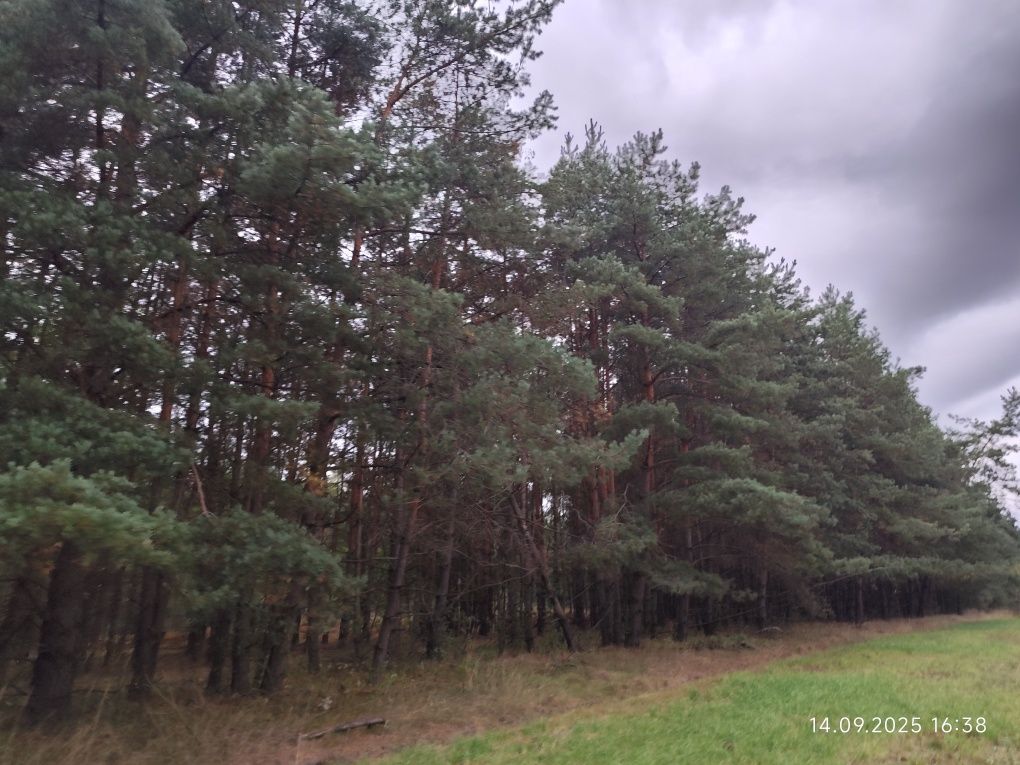 Działka leśna Miłosław. Zdjęcie 4