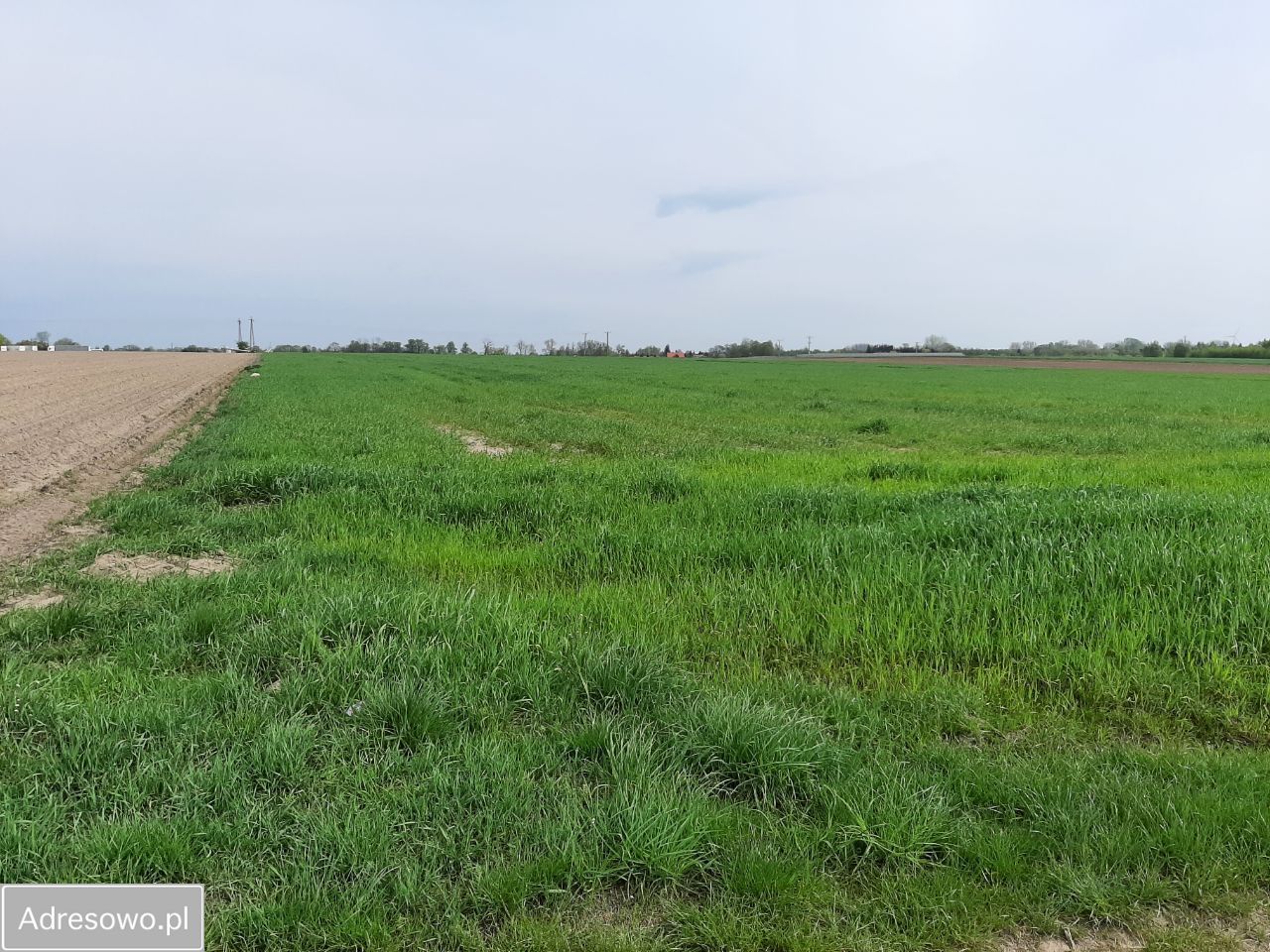 Działka inwestycyjna Mieszki-Różki. Zdjęcie 3