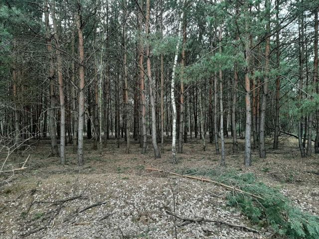 Działka leśna Chrusty. Zdjęcie 1