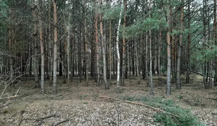 Działka leśna Chrusty