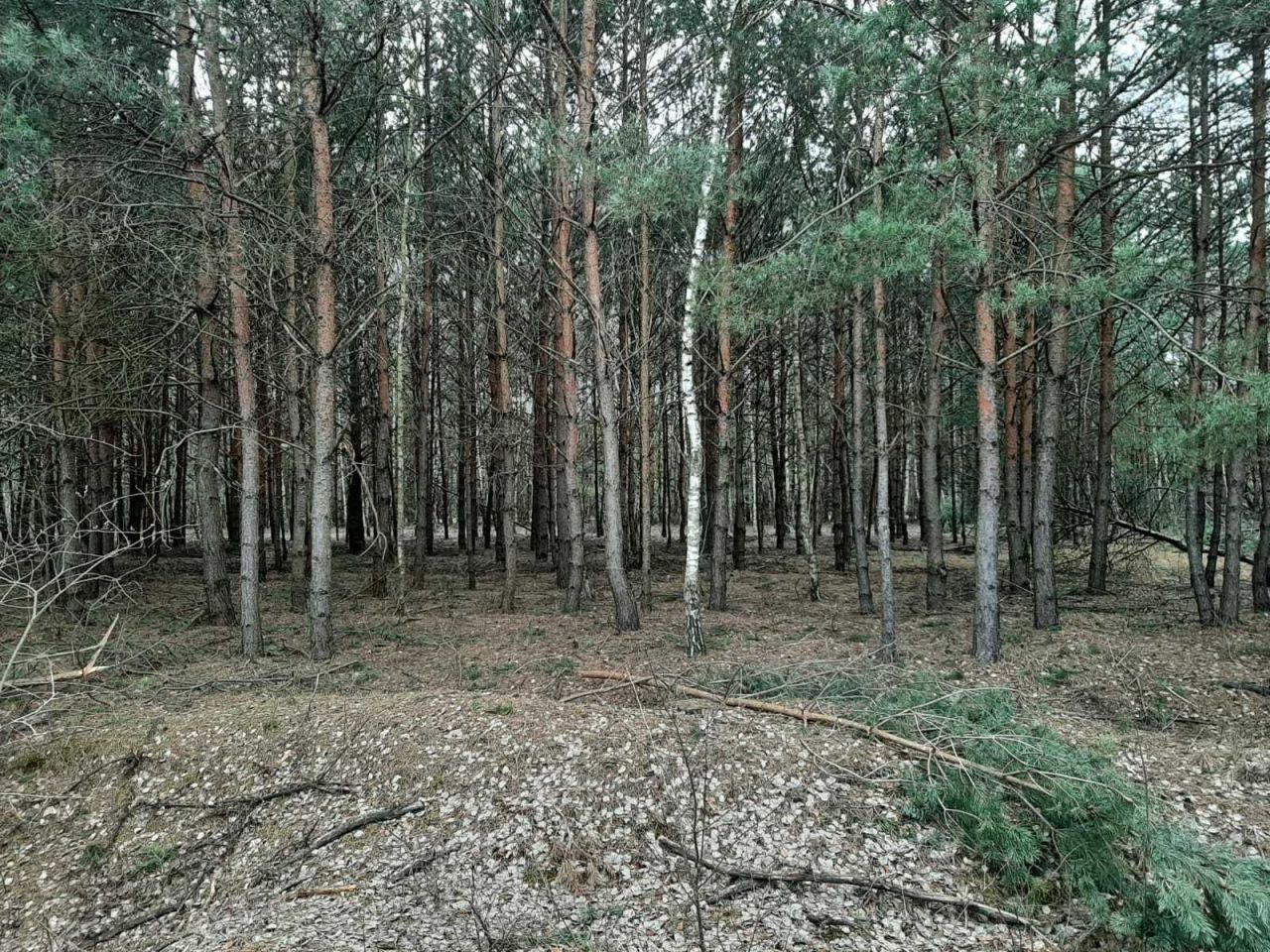 Działka leśna Chrusty