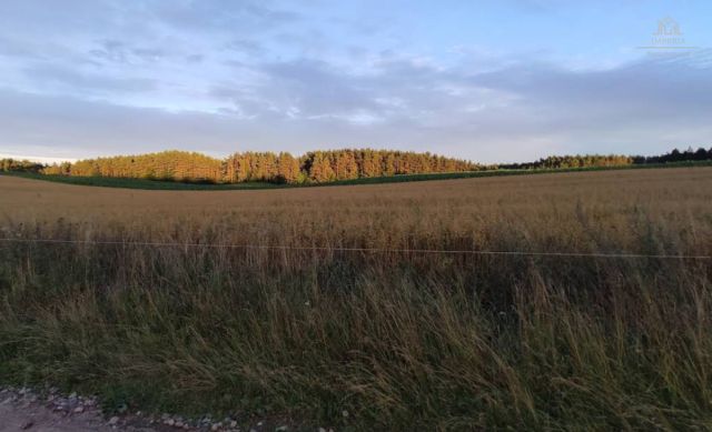 Działka budowlana Michalin, ul. Leśna Dąbrowa. Zdjęcie 3