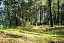 Działka budowlana Arciechów, ul. Jemiołuszki. Zdjęcie 3