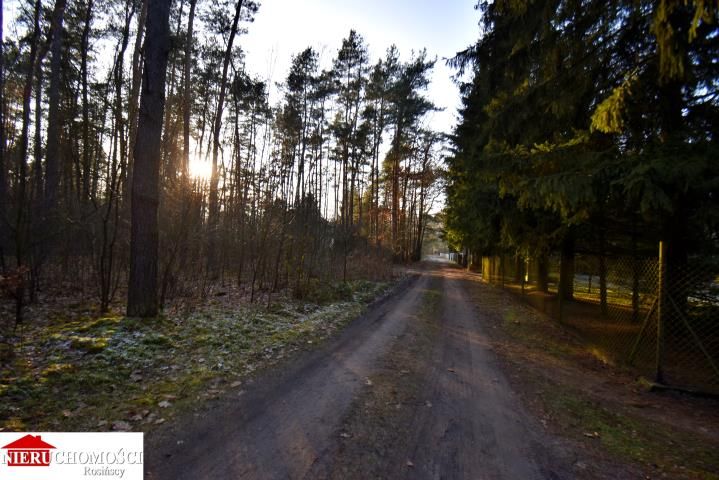 Działka leśna Stanisławów. Zdjęcie 5