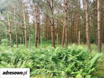 Działka budowlana Chomiąża Szlachecka. Zdjęcie 3
