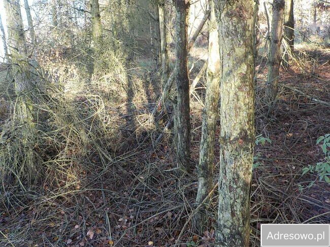 Działka Ludowice. Zdjęcie 13