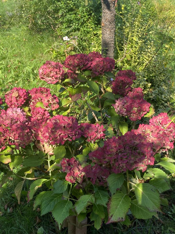 Działka rod Gdynia Mały Kack, ul. Grodnieńska. Zdjęcie 25