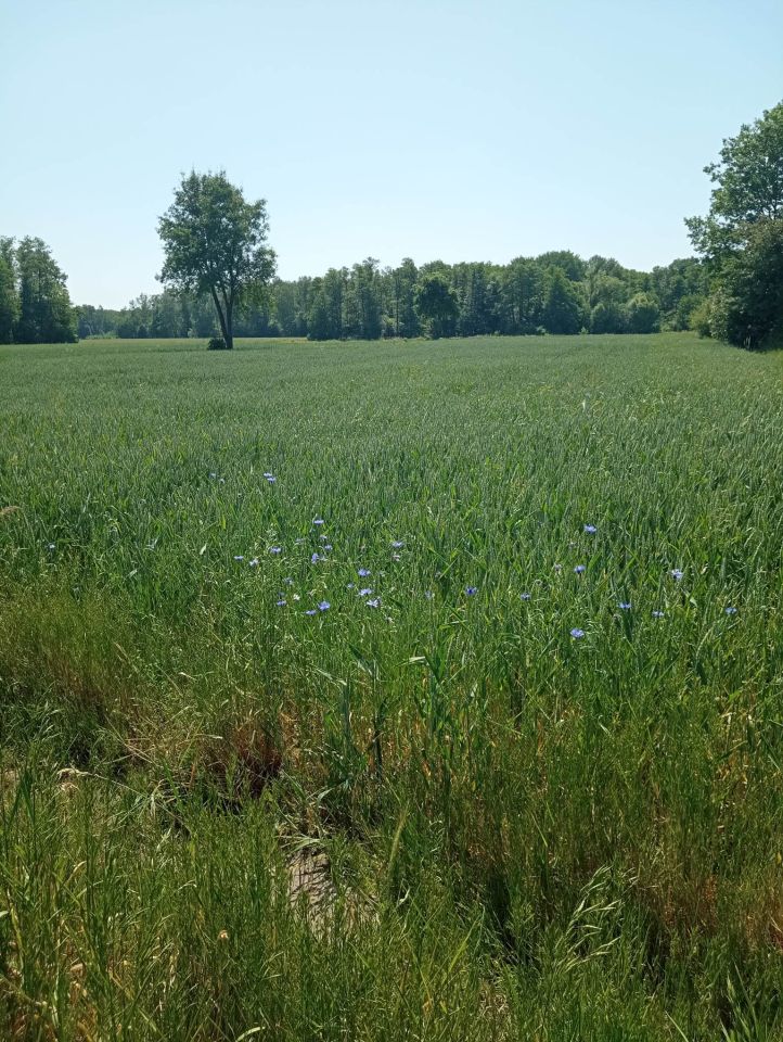 Działka inna Pomocnia. Zdjęcie 3