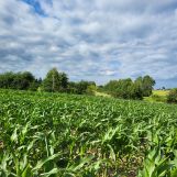 Działka budowlana Płouszowice-Kolonia. Zdjęcie 4