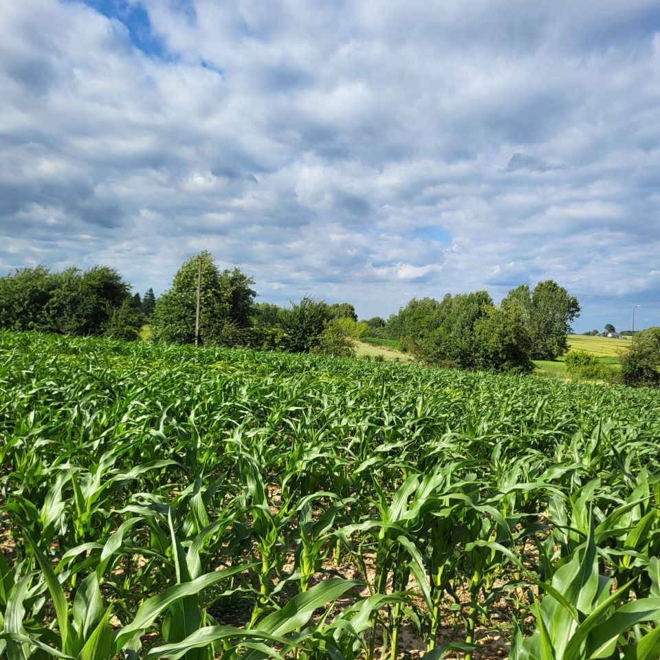 Działka budowlana Płouszowice-Kolonia. Zdjęcie 5