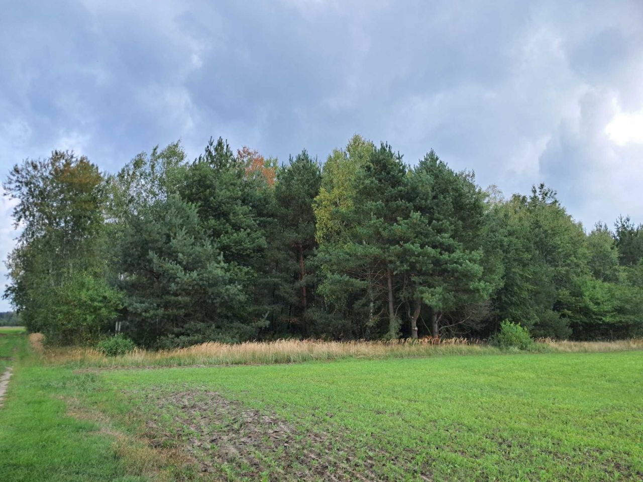 Działka leśna Grodziec. Zdjęcie 3