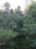 Działka rolno-budowlana Leśniowice. Zdjęcie 3