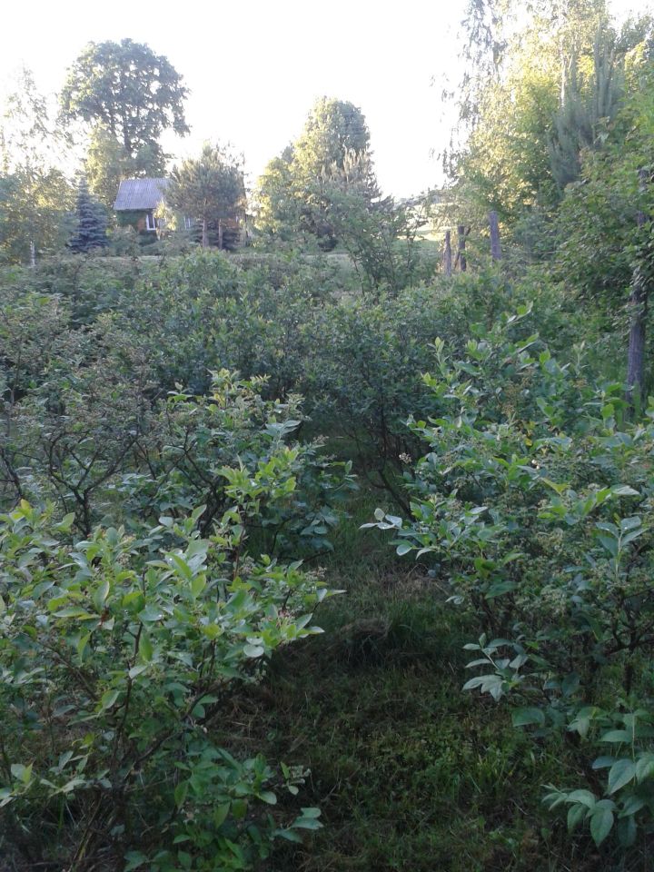 Działka rolna Leśniowice. Zdjęcie 4