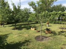 Działka rod Gorzów Wielkopolski, ul. Szarych Szeregów. Zdjęcie 3