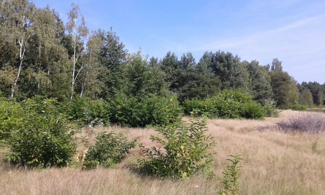 Działka budowlana Józefów Kolonia Błota, ul. Nadwiślańska. Zdjęcie 1