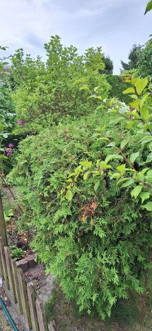 Działka rod Bydgoszcz Szwederowo. Zdjęcie 13