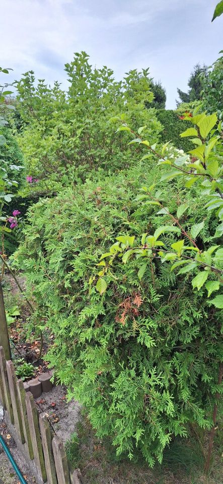 Działka rod Bydgoszcz Szwederowo. Zdjęcie 13