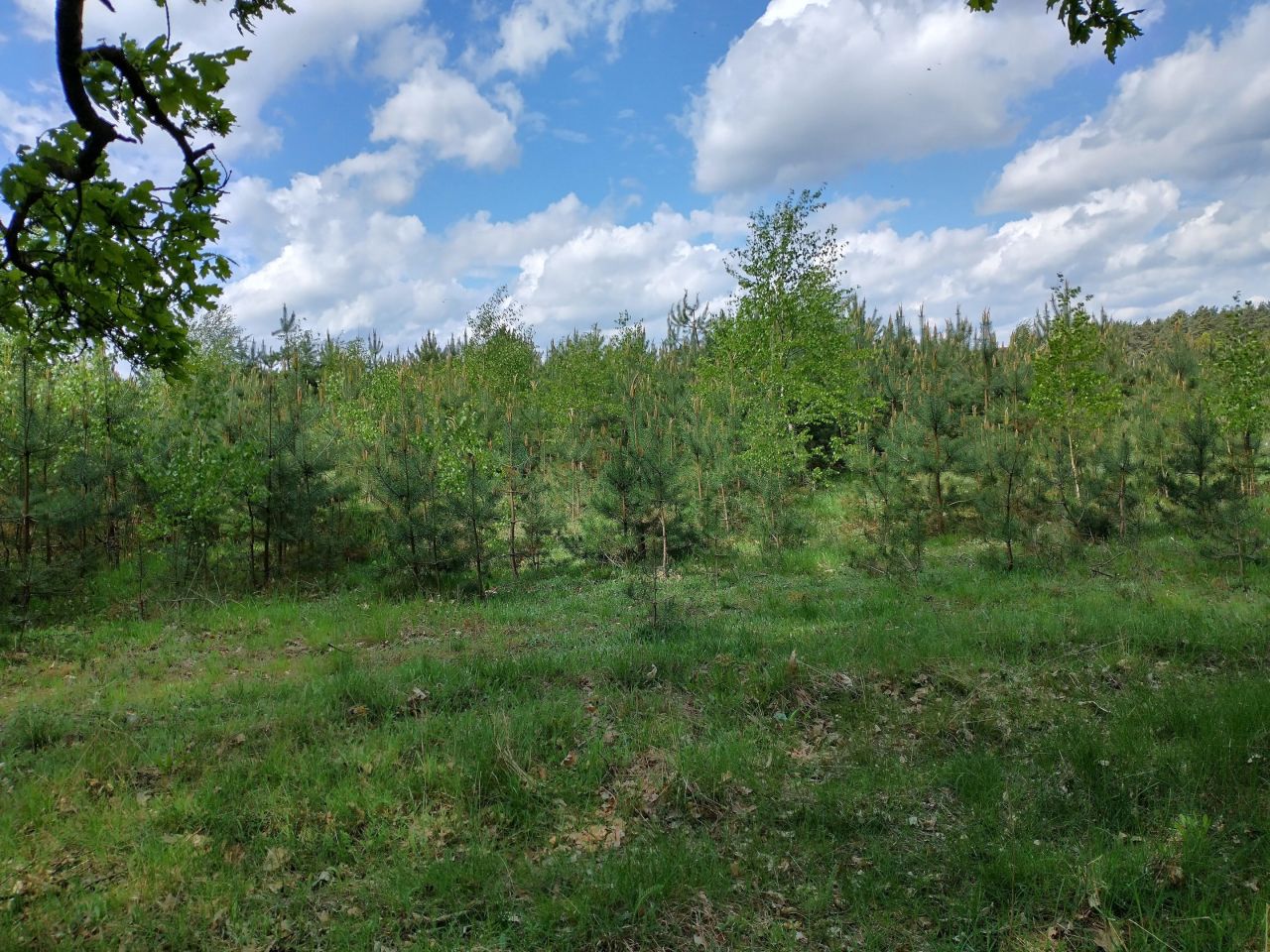 Działka rekreacyjna Jeleń. Zdjęcie 3