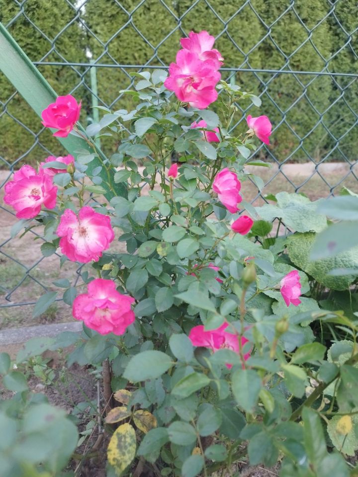 Działka rod Stalowa Wola. Zdjęcie 3