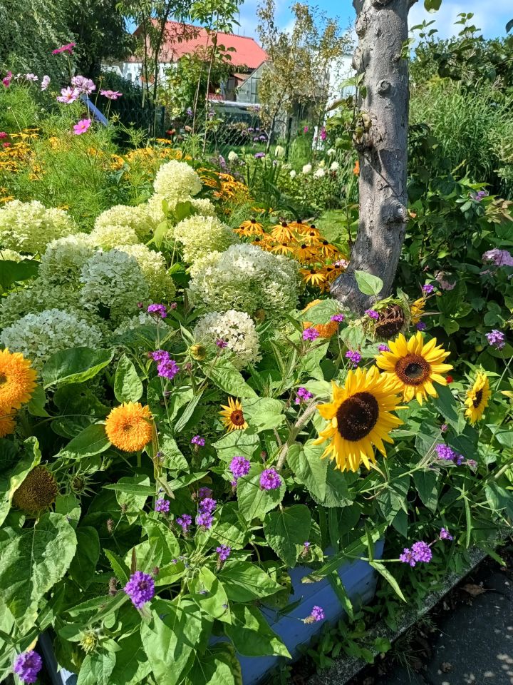 Działka rod Gdynia Chylonia, ul. Hutnicza. Zdjęcie 10