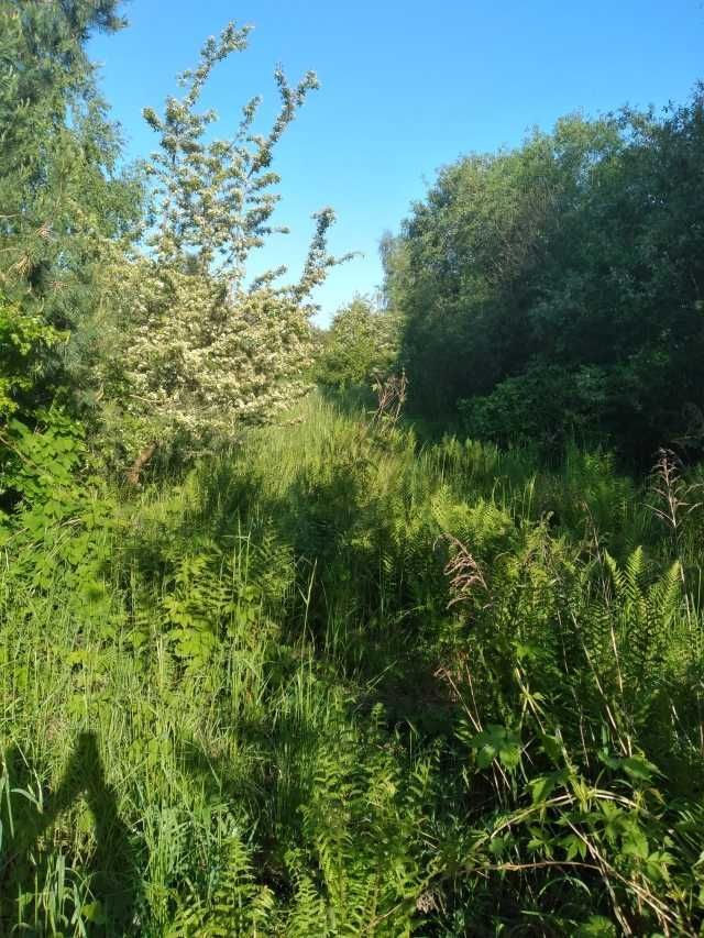 Działka rekreacyjna Annowo. Zdjęcie 2