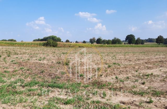 Działka rolna Rudno. Zdjęcie 4