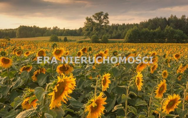 Działka budowlana Waliły. Zdjęcie 1