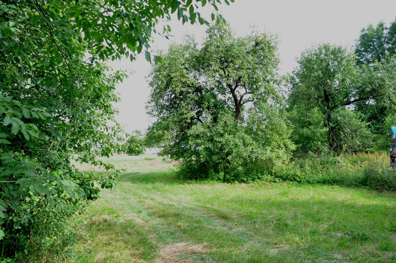 Działka siedliskowa Kiczki Drugie. Zdjęcie 2