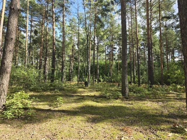 Działka leśna Wołomin Mironowe Górki, ul. Lipowa. Zdjęcie 2