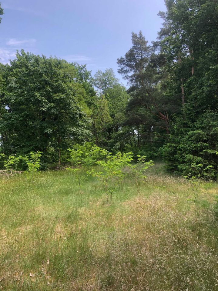 Działka rolno-budowlana Brzózki. Zdjęcie 6