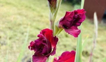 Działka rod Brzeg, ul. Księdza Makarskiego